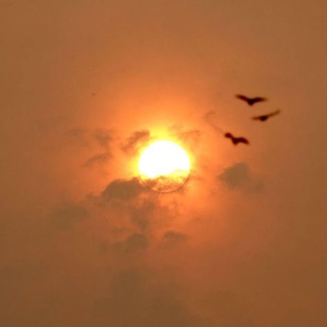 Red Sun, The Sun, Birds, Sun, Red