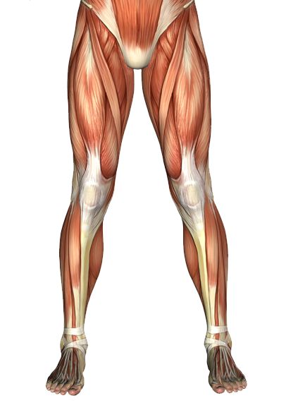 Great anatomy source Leg Muscles Anatomy, Rectus Femoris, Human Muscular System, Muscle Diagram, Fitness Infographic, Leg Anatomy, Human Muscle Anatomy, Human Anatomy Reference, Anatomy Lessons