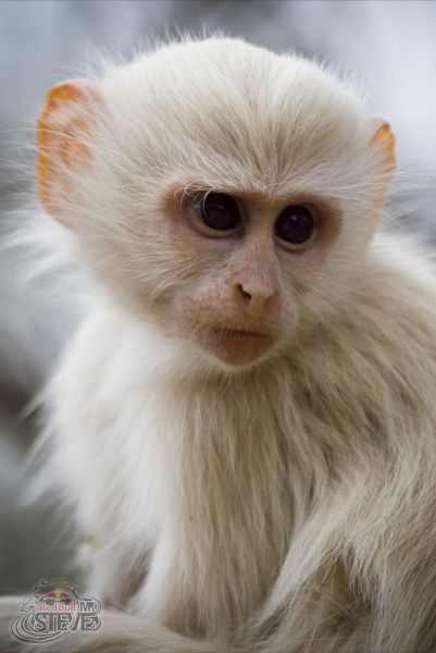 Albino Vervet Monkey White Monkey, Vervet Monkey, Albino Animals, A Tree, Animals, White