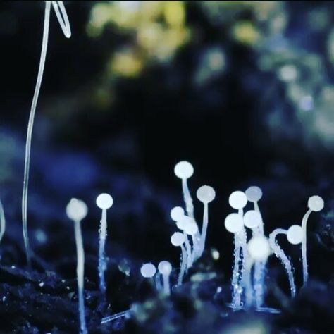 This is a Mucor mold, a fungi commonly found in soil, decaying plant matter, and on plants. The bulbous sporangia atop the growing stalks… Mucor Fungi, Fungi Spores, Biological Classification, Nature Learning, Ecology, Biology, Don't Worry, Soil, Fun Facts