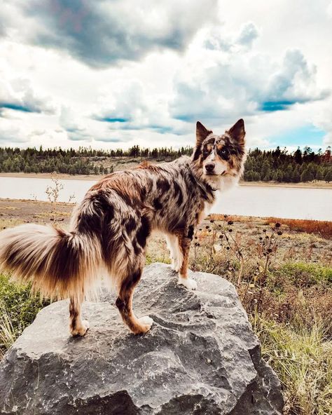 Australian Husky, Aussie Siberian, German Shepherd Australian Shepherd Mix Dogs, Husky Shepard Mix Puppy, Husky Shepherd Mix Dog, German Shepherd Aussie Mix Puppies, Australian Shepherd German Shepherd Mix Puppy, Australian Shepherd Husky, German Shepard Husky Mix