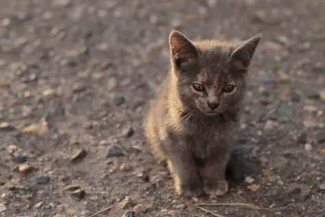 Kitten Formula, Stray Kitten, Feral Kittens, Tick Prevention, Sleeping Kitten, Kitten Food, Mama Cat, Cat Parenting, Feral Cats