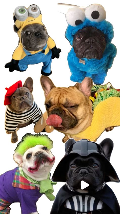 Cool frenchie costume ideas Frenchie Costume, Costume Ideas, Halloween