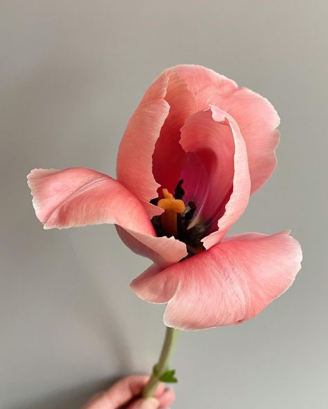 Instagram B, Prayer Room, Floral Photo, Tulips Flowers, Flower Images, B L, My Garden, Macro Photography, Love Flowers