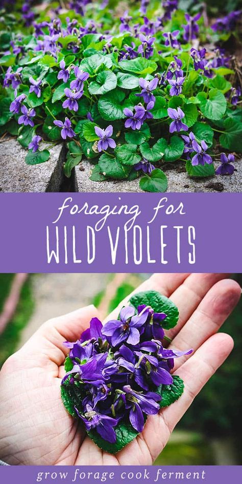 Wild violets are both edible and medicinal and come up in the late winter or early spring. Foraging for wild violets is easy as they grow almost everywhere! Wild violets are an edible and medicinal flower, and easy to spot! Learn how to identify and forage for wild violets, and the many ways to use them in the kitchen and in herbal medicine. Foraging For Beginners, Spring Foraging, Eating Flowers, Medicinal Wild Plants, Medicinal Weeds, First Flowers Of Spring, Food Foraging, Wild Violets, Wild Foraging