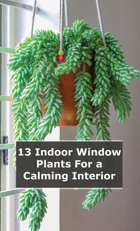 You need to understand the conditions inside your house that affect indoor plant growth. Light is by far the most important factor, closely followed by temperature.  Based on such factors, some plants will be suitable on window sills, while others should be placed near the window.  Regardless, you can be sure we’ve done all the due diligence, so you don’t have to. Therefore, whether you have a sunny south-facing window or a more subdued north-facing one, there are plenty of plant options... South Window Indoor Plants, Window Sill Plants Indoor, South Facing Window Plants, Window Sill Decor Living Room, Window Sill Plants, Window Baskets, Windowsill Plants, Calming Interiors, Window Sill Decor