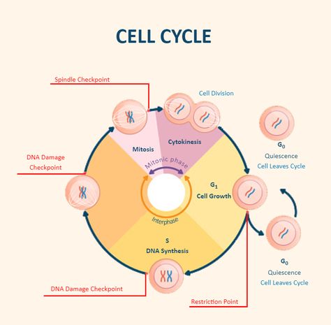 Cell Cycle Diagram Labeled Cell Cycle Diagram, Science Diagram, The Cell Cycle, Biology Project, Division Posters, Diagram Ideas, Citric Acid Cycle, Cycle Drawing, Cell Diagram