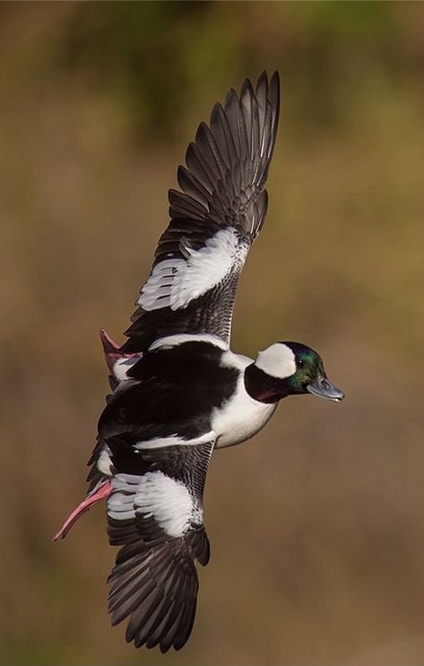 Bufflehead Duck (Bucephala albeola) Alaska and Canada, winters in United States Bufflehead Duck, Duck Taxidermy, Waterfowl Taxidermy, Duck Mount, Duck Species, Bird Reference, Duck Breeds, Flying Ducks, Goose Hunting