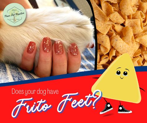 National Corn Chip Day and we're talking about Frito feet: Why do my dog's paws smell like corn chips? Dogs Feet Smell Like Fritos, Get Rid Of Corns, Corn Chip, Stinky Dog, Smelly Dog, Corn Nut, Itchy Dog, Pet Smell, Dog Smells