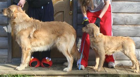 Golden Retriever Full Grown, Baby Golden Retrievers, Goldendoodle Full Grown, Comfort Retriever, Golden Retriever Cocker Spaniel, Golden Cocker Retriever, Miniature Golden Retriever, Mini Golden Retriever, Miniature Dog Breeds