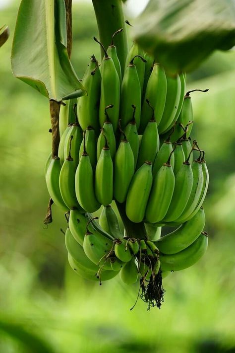 Unripe Banana, Pumpkin Banana, Banana Fruit, Free To Use Images, Beautiful Flowers Photos, Green Fruit, Strawberry Fruit, Organic Plants, Tropical Fruits