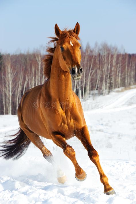 Red horse runs front in winter. Time , #AD, #runs, #horse, #Red, #Time, #winter #ad Ahal Teke, Horses In Snow, Wild Horses Running, Horse Running, Riding School, Horse Galloping, Red Horse, Types Of Horses, Horse Names