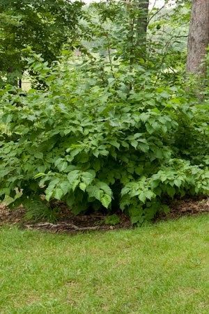 Hazelnut Bush, Deodar Cedar, American Hazelnut, Hazelnut Tree, Yard Inspiration, Shade Shrubs, Plant Wishlist, Gardening Zones, Native Plant Gardening