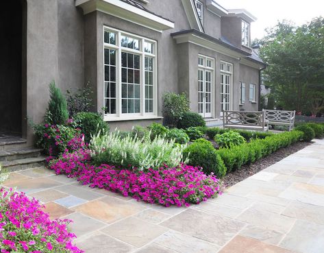 Boxwood hedges, blue hydrangeas. Corners were accented with bright fuschia impatiens (annual) contrasted by taller white salvia (perennial). Level Front Yard, White Salvia, Pervious Pavers, Green Velvet Boxwood, French Country Aesthetic, Boxwood Landscaping, Zoysia Grass, Spanish Lavender, Permeable Pavers