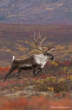 Lead Caribou by Kaylene Newsom, via 500px Animal Fails, Deer Family, Mule Deer, Manx, A Deer, Animal Planet, An Animal, Animal Photo, Nature Animals