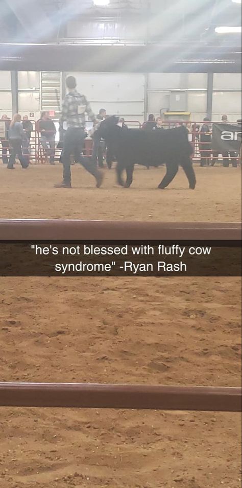 Ryan Rash, Showing Cattle Quotes, Cows Quotes, Livestock Quotes, Sheep Names, Livestock Judging, Country Best Friends, Show Steers, Show Cows