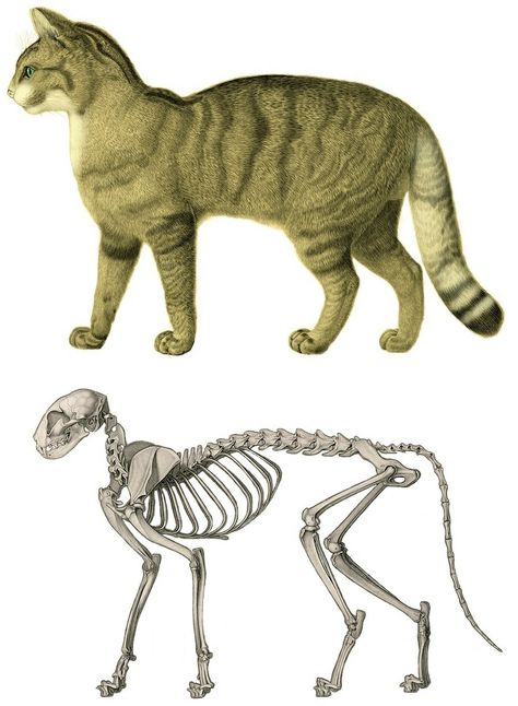 Drawing Organs, Cats Poses, Gato Munchkin, Anatomy Tips, Feline Anatomy, Tail Drawing, Cats Family, Cat Poses, Hybrid Cat