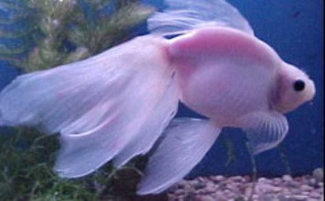 Veiltail Goldfish | Pink Veiltail Goldfish! | fish | Pinterest Veiltail Goldfish, Common Goldfish, Small Water Gardens, Fantail Goldfish, Pet Goldfish, Pet Fish, Fish Tank Decorations, Beautiful Fish, Freshwater Fish