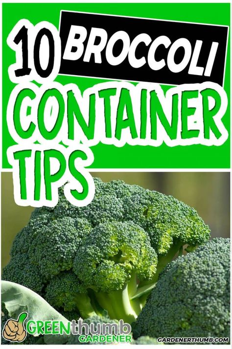 Want to learn some tips on how to grow broccoli in containers. You can use these tips whether you grow broccoli in indoors, outdoors or in pots. Broccoli grown in your gardens as plants is a perfect addition to any fresh salad. Check out these broccoli busting vegetable tips #lbroccoli #containergarden #growingbroccoli Grow Broccoli Indoors, Grow Broccoli In Containers, Broccoli Plants How To Grow, Growing Broccoli In Containers, Cabbage In Containers, Broccoli Growing, How To Grow Broccoli, Grow Broccoli, Gardening Veggies