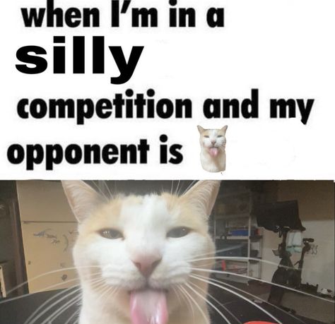 Bleh Cat, Silly Milly, Silly Cars, Silly Kitties, Silly Kitty, Funny Looking Cats, Losing Faith In Humanity, Silly Cats Pictures, Gorgeous Cats