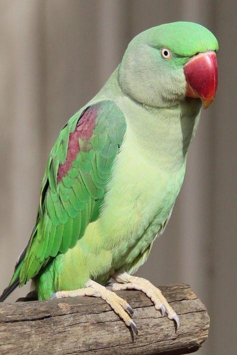 Indian Parrot, Alexandrine Parakeet, Prey Birds, Alexandrine Parrot, Ringneck Parrot, Ring Necked Parakeet, Parrot Wallpaper, Pet Birds Parrots, Indian Ring