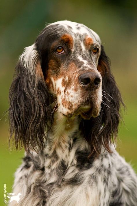 English Setter Puppies, Setter Puppies, Setter Dogs, English Setter Dogs, English Setters, Bird Dogs, English Setter, Irish Setter, Sporting Dogs