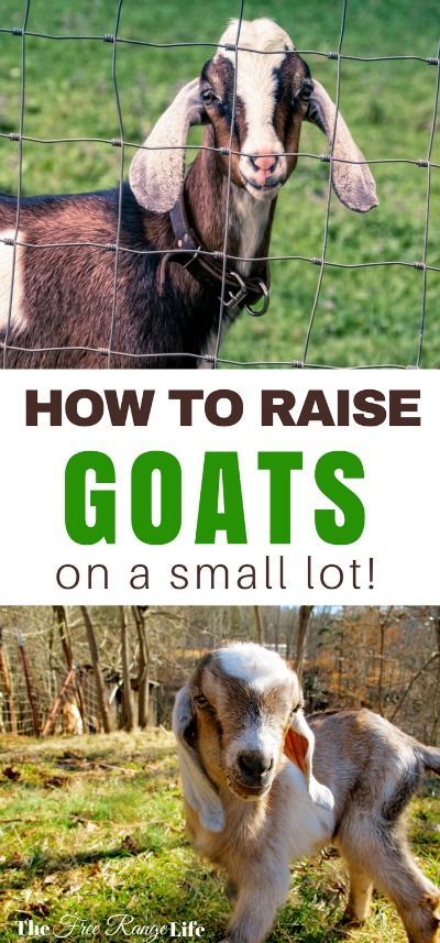 Think you can't raise goats on a small lot? Think again, learn how to make room for goats on a very small homestead and get started today! Goat Keeping, Homestead Livestock, Backyard Goats, Simple Homestead, Suburban Homesteading, Raising Livestock, Diy Homesteading, Goat Health, Keeping Goats