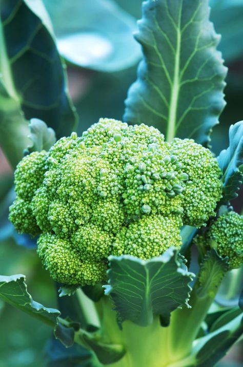 How to Grow Broccoli? How To Grow Broccoli, Grow Broccoli, Broccoli Plant, Growing Broccoli, Broccoli Benefits, Broccoli Stems, Broccoli Seeds, Broccoli Sprouts, Garden Layout Vegetable