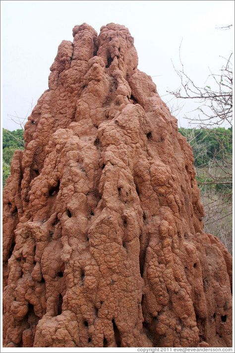 Large ant hill. Termite Hill, Insect Play, Ant Hill Art, Evil Castle, Insect Habitat, Termite Mound, Animal Architecture, Ant Habitat, African Name