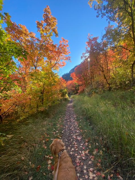 Vision Board Golden Retriever, Autumn Dog Walk Aesthetic, Walking Golden Retriever Aesthetic, Trail Walk Aesthetic, Autumn Hike Aesthetic, Dog Fall Aesthetic, Golden Retriever Hiking, Fall Hike Aesthetic, Fall Walk Aesthetic