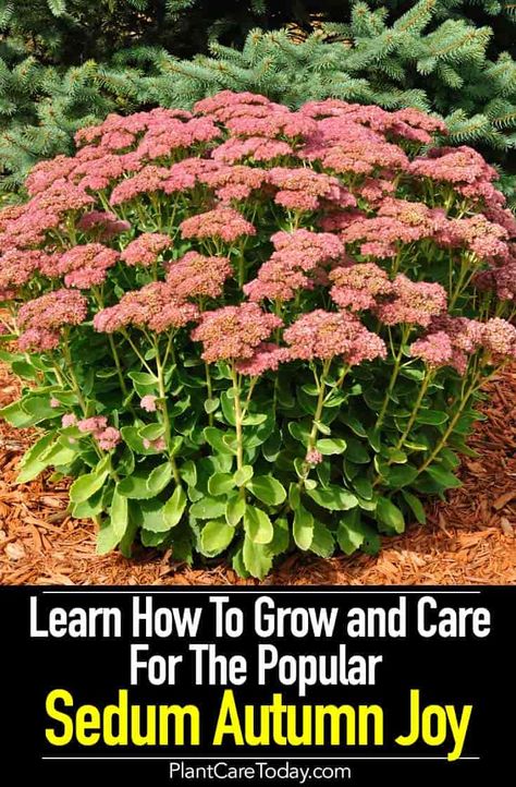 Sedum Autumn Joy (Hylotelephium ‘Autumn Joy’) beautiful massive clusters of dark pink flowers during the fall months, low maintenance, drought tolerant [DETAILS] Sedum Autumn Joy, Gardening Bench, Sedum Garden, Gardening Wedding, Tropical Gardening, Dark Pink Flowers, Sedum Plant, Plants Diy, Gardening Design