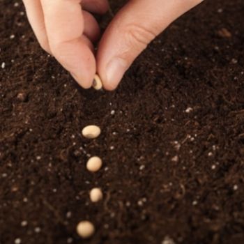 9 Common Mistakes When Starting Seeds Indoors Growing Plants From Seeds, Agriculture Photography, Growing Tomatoes In Containers, Seed Starting Mix, Starting Seeds Indoors, Fall Garden Vegetables, Mother Earth News, Square Foot Gardening, Growing Tomatoes