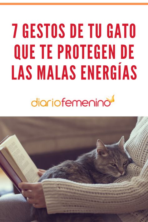 El gato es un animal mágico que atrae la energía positiva 🐱✨  #gatos #cats #mascotas #DiarioFemenino Gatos Cool, Mr Cat, Cat Houses, Beautiful Cat, Beautiful Cats, Cat House, Cool Cats, Animals And Pets, The Beatles