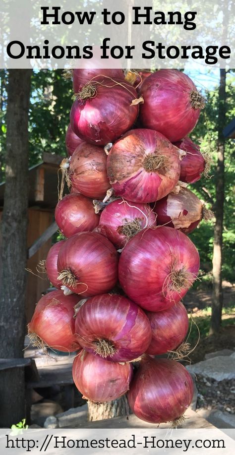 Ready to hang this year's onion crop? This video tutorial will teach you the quickest, easiest way to hang onions for storage! | Homestead Honey How To Dry Onions From The Garden, Garden Onions Storage, Hanging Onions To Dry, How To Hang Onions For Storage, Hanging Onions In Kitchen, Drying Onions From Garden, How To Braid Onions For Storage, How To Dry Onions For Storage, How To Dry Onions