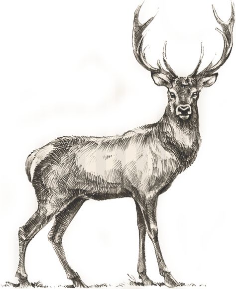 Free Coloring Pictures, Deer Sketch, Deer Coloring Pages, Deer Drawing, Mini Mundo, Wild Deer, Horse Coloring Pages, Deer Art, Vintage Deer