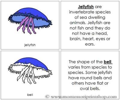 Ocean Lesson Plans, Jellyfish Facts, Montessori Work, Sea Life Theme, Transition Songs, Preschool Montessori, Octonauts Party, Ocean Unit, Lap Book