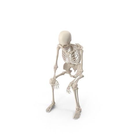 Skeleton Sitting by PixelSquid360 Skeleton Sitting, Dance Png, Human Muscle Anatomy, Dance Images, Skeletal System, Halloween Spooktacular, Horror Decor, Sitting Poses, Best Background Images