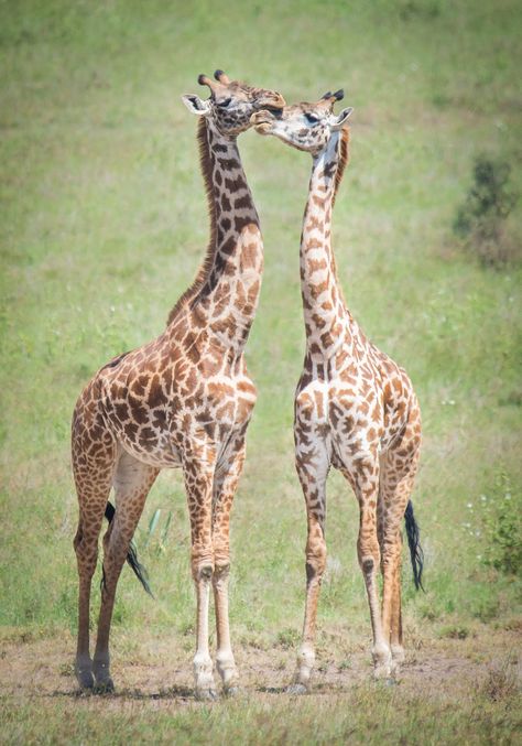 A cute giraffe couple cuddling. Photo taken during a safari in Kenya. Giraffe Couple, Giraffe Photography, Couple Cuddling, The Beast Movie, Animal Anatomy, Cute Couples Cuddling, Cute Giraffe, Baby Giraffe, Dog Snacks