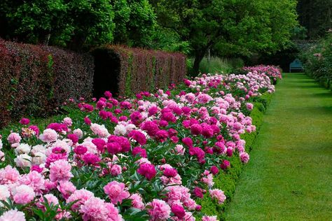 Sarah Bernhardt Peony, Peony Flower Garden, Beautiful Gardens Landscape, Landscaping With Roses, Sarah Bernhardt, Beautiful Yards, Italian Garden, Peonies Garden, Home Vegetable Garden