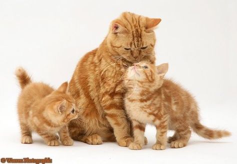 Group of: Red tabby British Shorthair mother cat and kittens photo ... Tabby British Shorthair, Mother Cat And Kittens, American Shorthair Cat, Kitten Photos, Mother Cat, Tabby Kitten, British Shorthair Cats, Orange Tabby Cats, Cat Pose