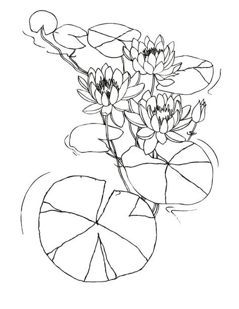 Lily Pad Drawing, Water Lily Drawing, Water Lily Tattoos, Art Deco Tattoo, Lilies Drawing, Water Lilies Painting, Flower Drawing Tutorials, Procreate Ipad Art, Lotus Art