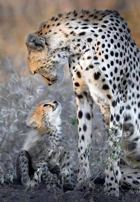 Cheetah Photos, Regnul Animal, Cheetah Cubs, Baby Cheetahs, Multi Rug, Cheetahs, Alam Yang Indah, Animal Planet, In The Wild