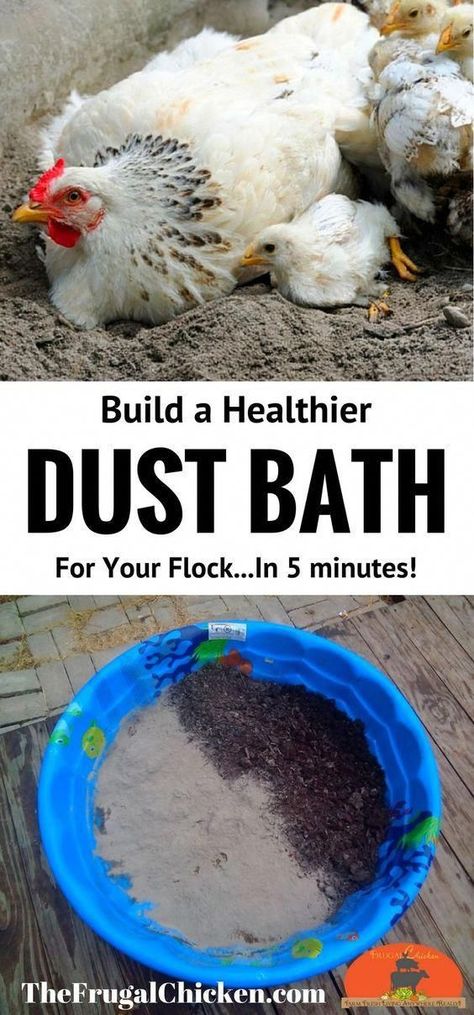 Dust Bath For Chickens, Chicken Mama, Danny Green, Portable Chicken Coop, Dust Bath, Backyard Chicken Farming, Best Chicken Coop, Raising Backyard Chickens, Chicken Garden