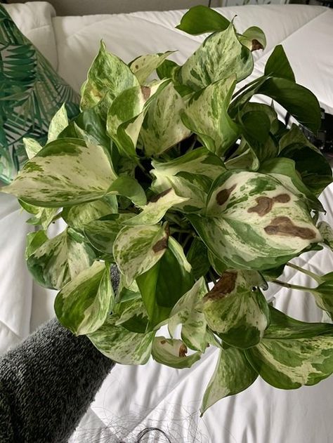 Most Common Pothos Plant Problems and Their Solutions | Balcony Garden Web Pothos Manjula, Pothos Varieties, Pothos In Water, Manjula Pothos, Companion Planting Vegetables, Small House Garden, Herb Containers, Plant Style, Container Vegetables