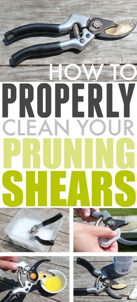 How to Clean Pruning Shears - The Creek Line House Pruning Shears Tools, How To Clean Garden Tools, Clean Garden Tools, Rusty Tools, Creek House, Garden Shears, Astuces Diy, Garden Tool Storage, Diy Outdoor Decor