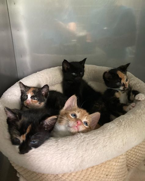 #kittenscutest #adoption Adoption Aesthetic, Adoption Center, Soft Girl Aesthetic, Cute Kittens, Adorable Animals, Soft Girl, Kittens Cutest, Book Journal, Dream Big