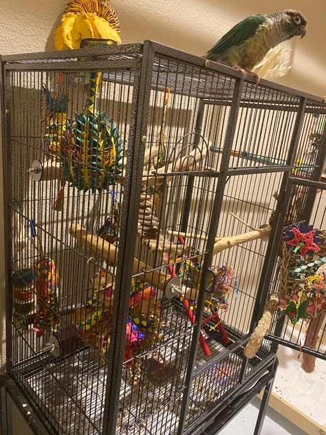 Quaker Parrot Cage Setup, Conure Cage Setup, Cockatiel Cage Setup, Bird Setup, Bird Cage Setup, Conure Cage, Homemade Bird Toys, Parakeet Care, Parrot Cages