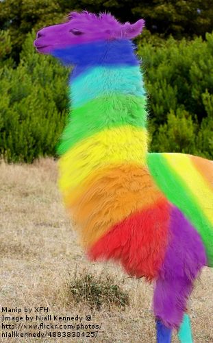 RAINBOW LLAMA!!!!!!! :D :D :D Rainbow Llama, Llama Arts, Funny Animal Memes, Animal Memes, Llama, Rainbow Colors, Make Me Smile, Alpaca, Wind Sock