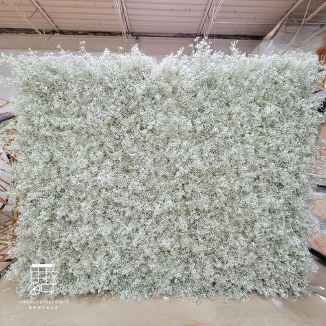 Baby Breath Flower Wall Baby Breath Backdrop, Baby Breath Arch, Baby Breath Flower, Luv Bridal, Flower Wall Rental, Blue Flower Arrangements, Birthday 24, Chicago Baby, Inspirational Pics