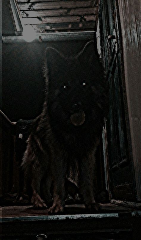 Creepy Poses, German Shepherd Aesthetic, Siege Tower, Shepherd Aesthetic, Dark Animals, Teeth Aesthetic, Dream Puppy, Dogs Aesthetic, Distant Memory